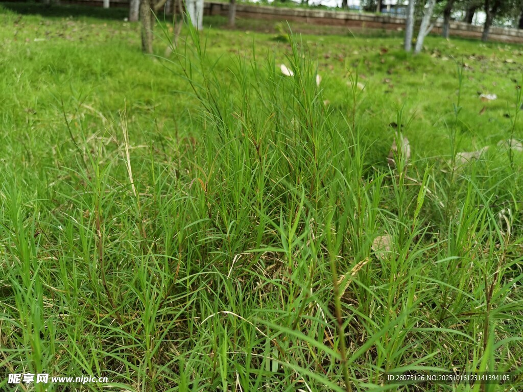 翠绿草地自然清新景致