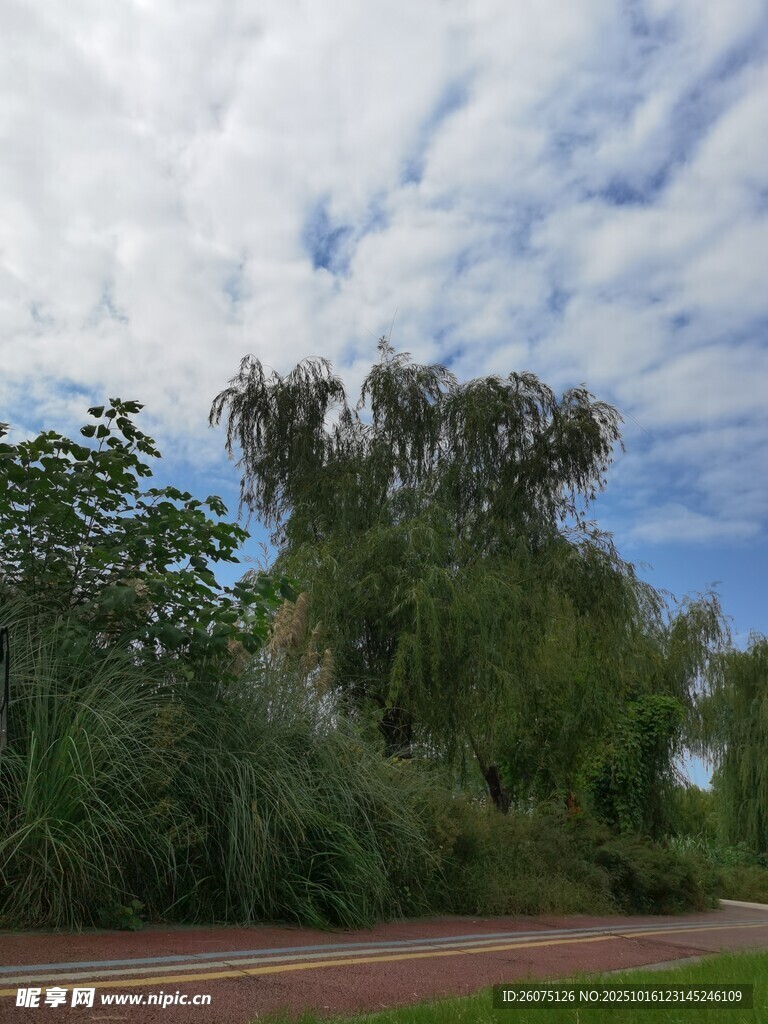 蓝天白云下的葱郁绿植