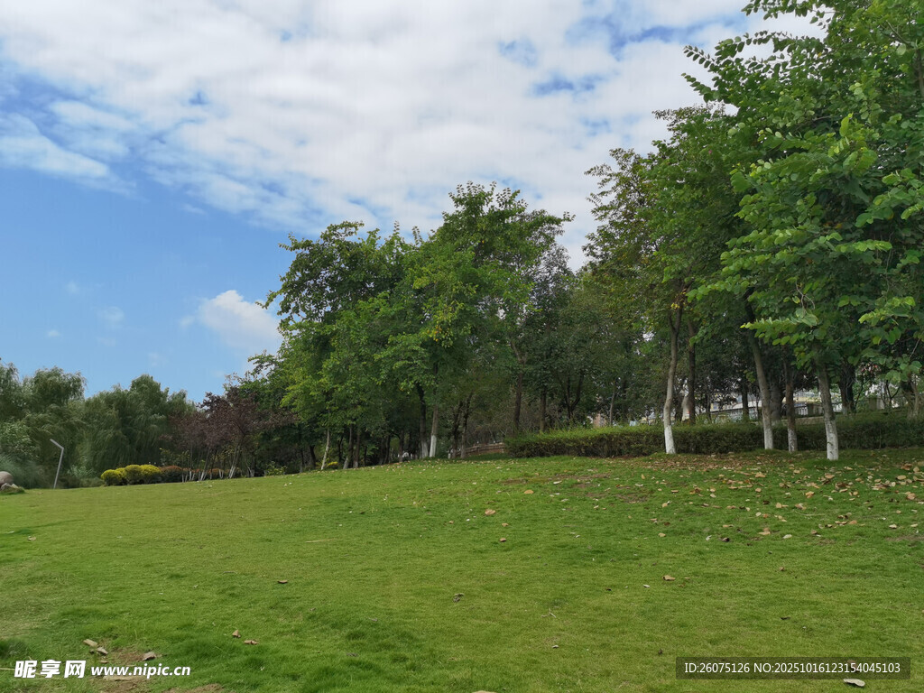 绿意盎然的户外草地风景