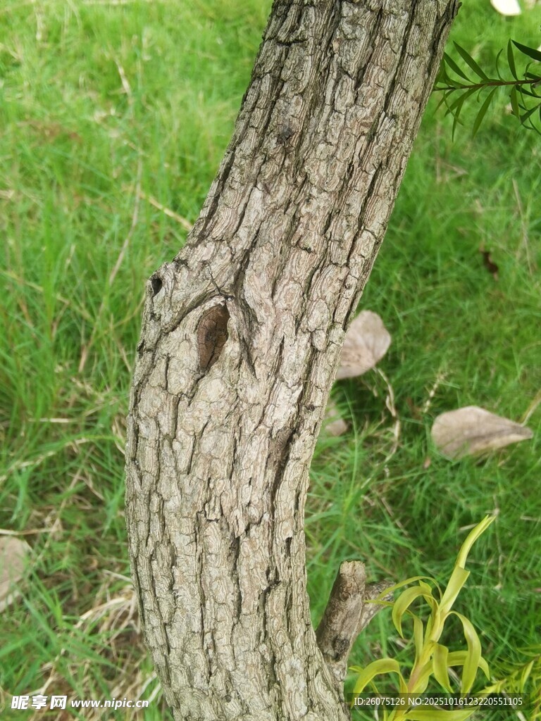 树干特写纹理清晰可见