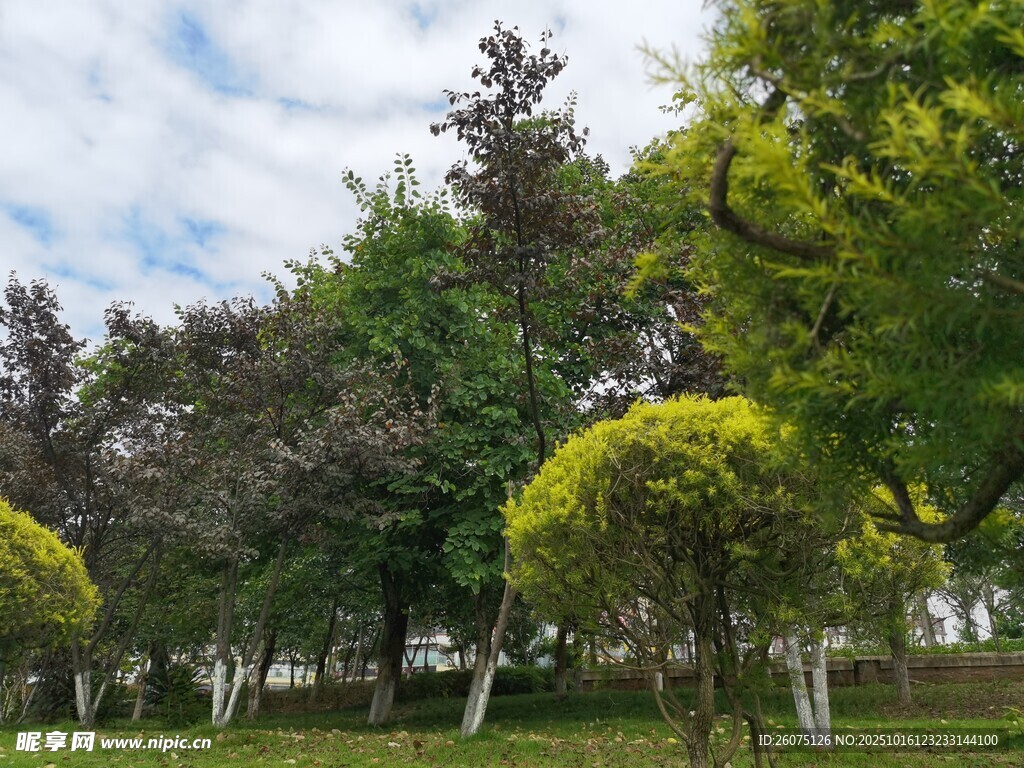 公园绿树成荫的美丽景致