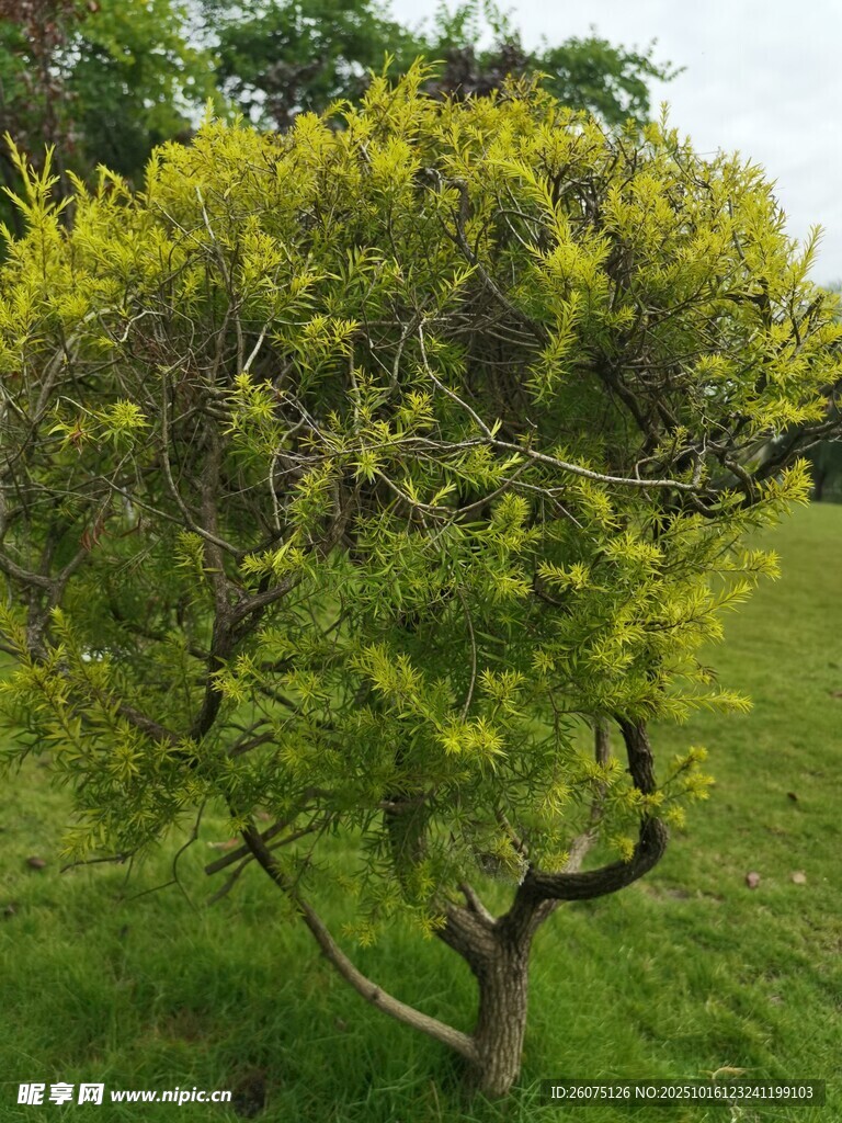 翠绿繁茂的独特造型小树