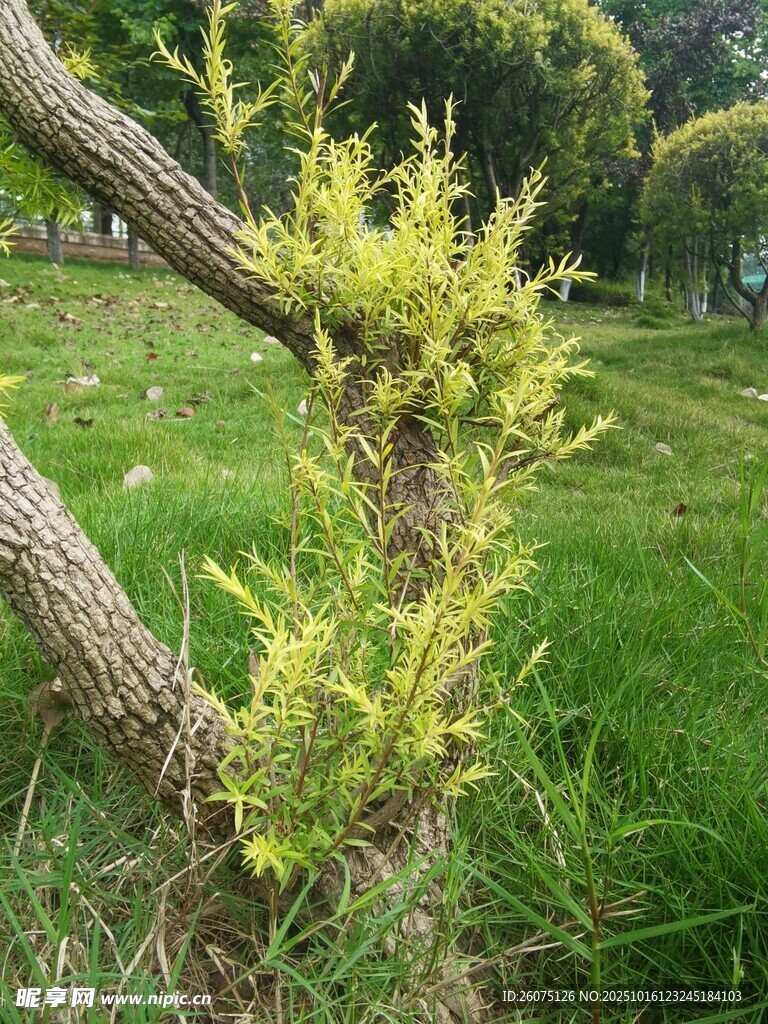 嫩绿新枝生长于草地旁