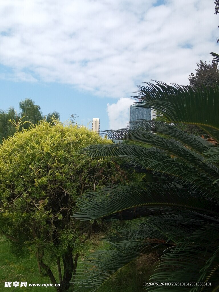 户外绿植与远处建筑景观