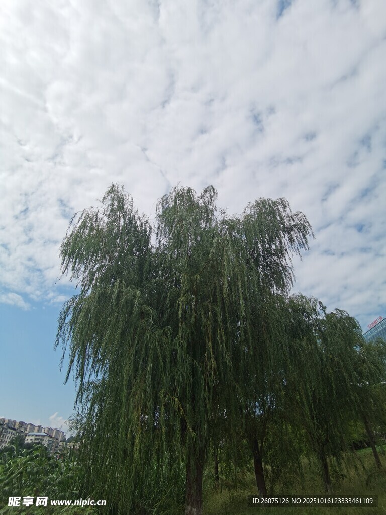 蓝天白云下的垂柳