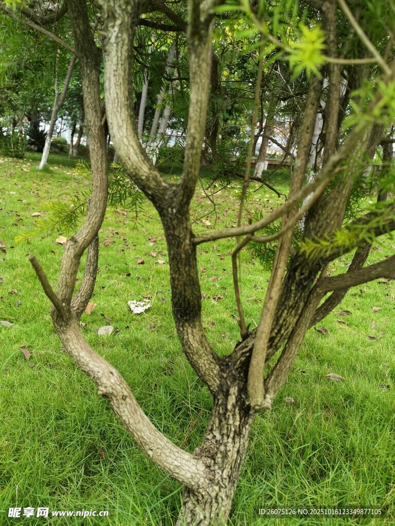 扭曲树枝立于翠绿草地