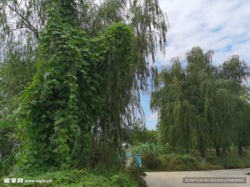 绿意盎然的林荫小道