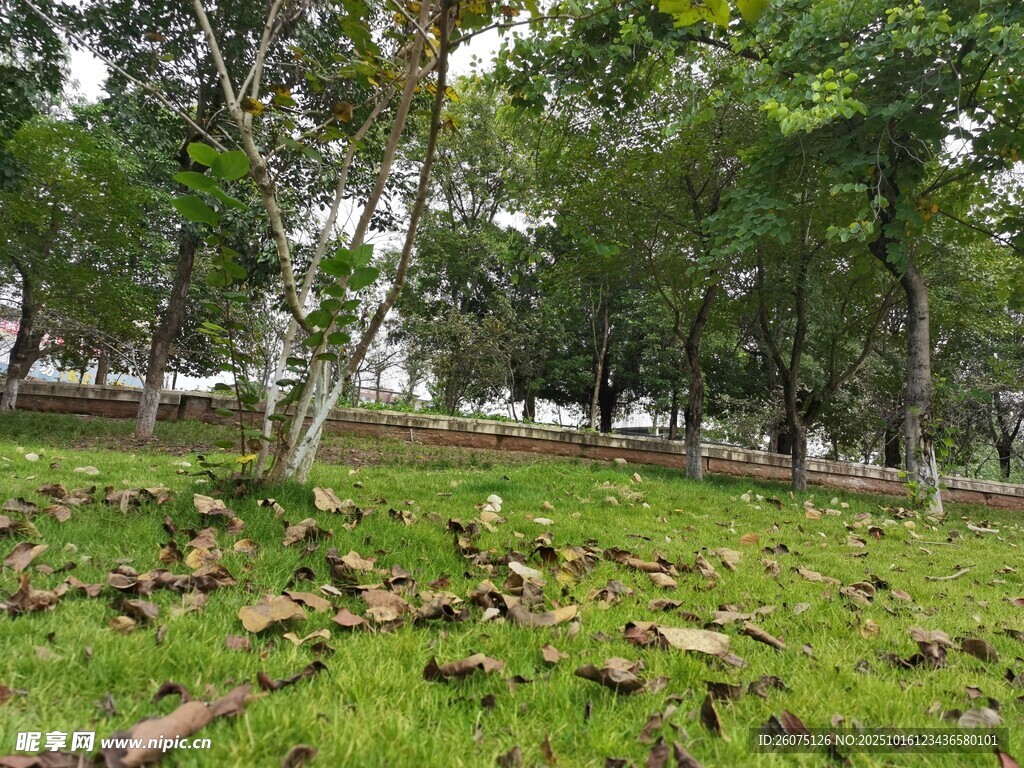 林间草地落叶自然景致