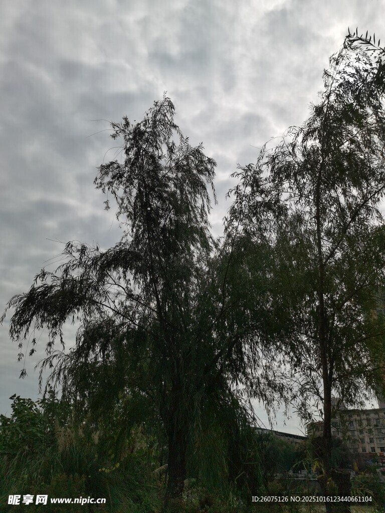 阴天中的葱郁树木