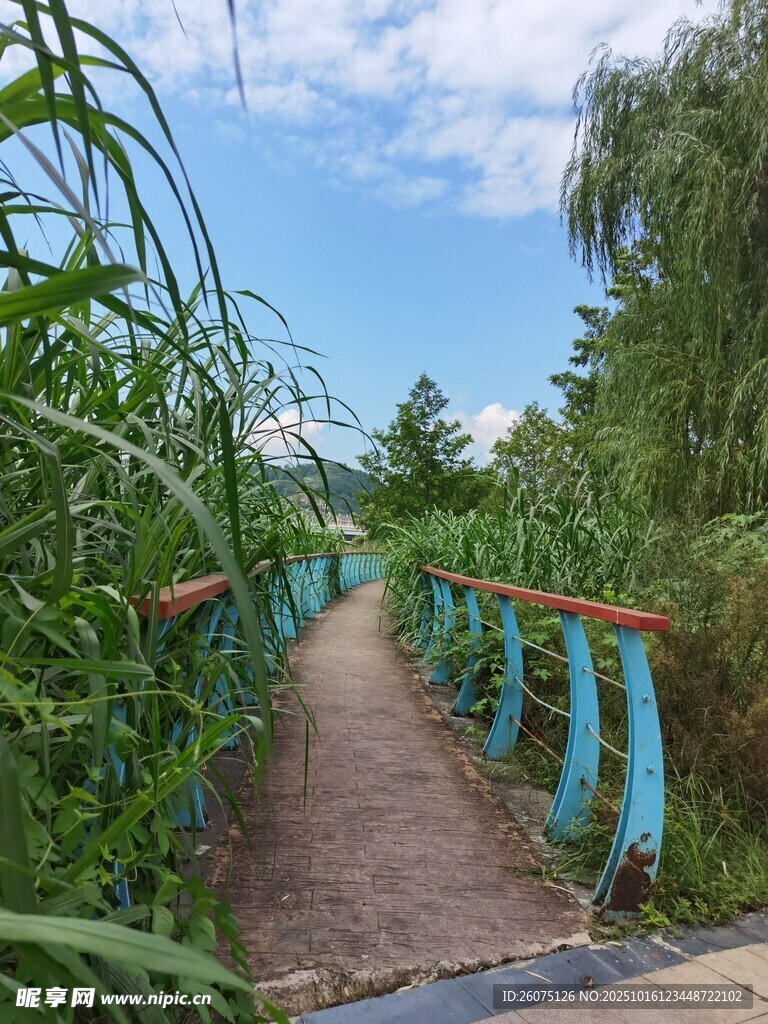 漫步绿野中的蓝色小径