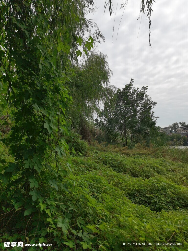 绿意盎然的自然田园风光