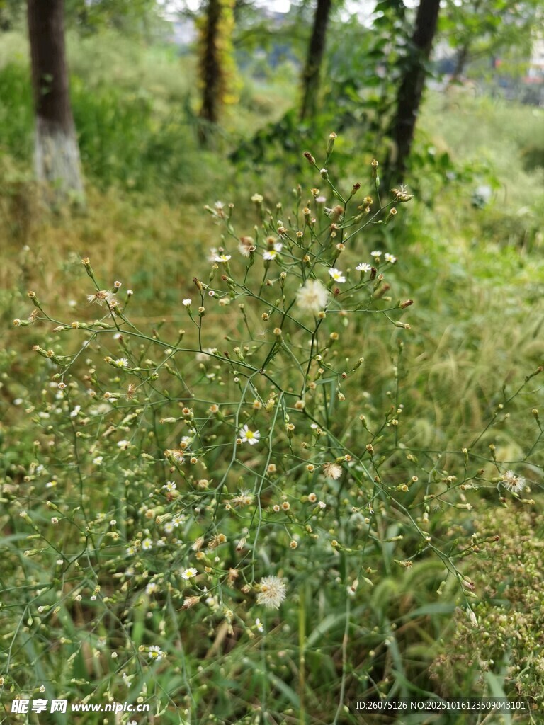 林间草地野花点缀