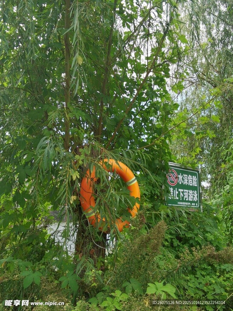 树上的橙色救生圈与路标