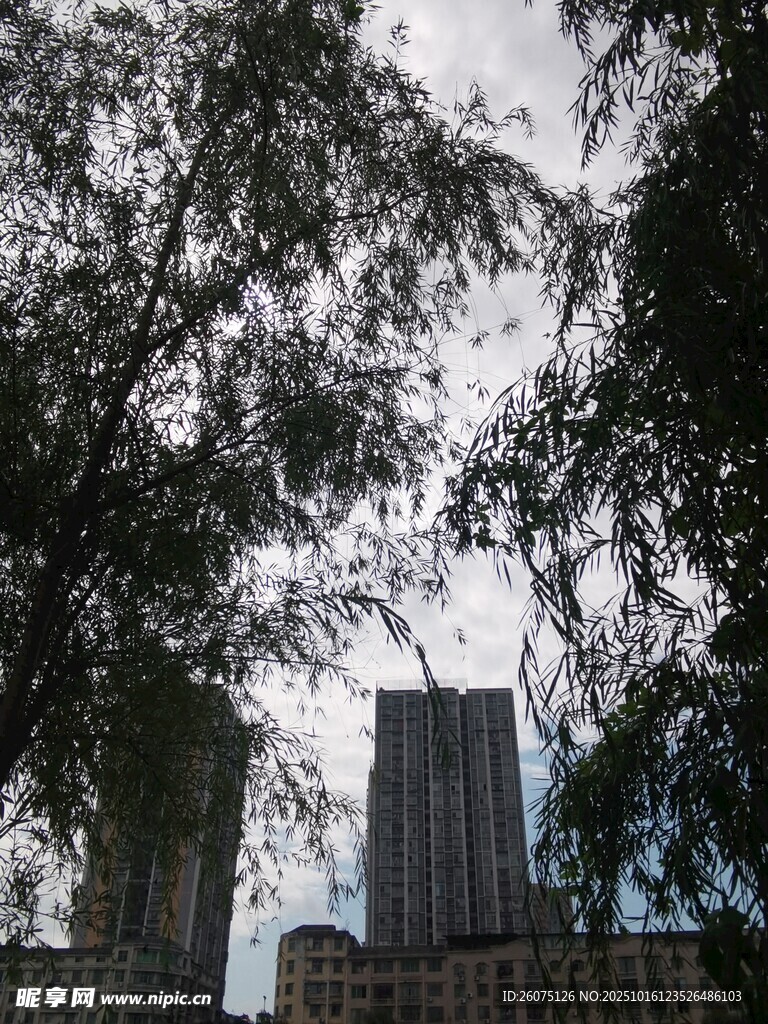 透过树木望高楼