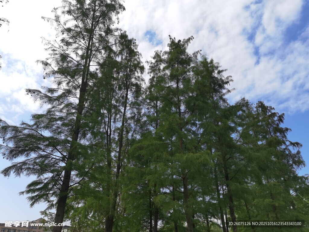 蓝天白云下的挺拔树木