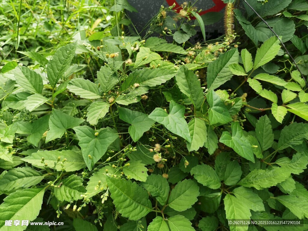 繁茂绿植景观