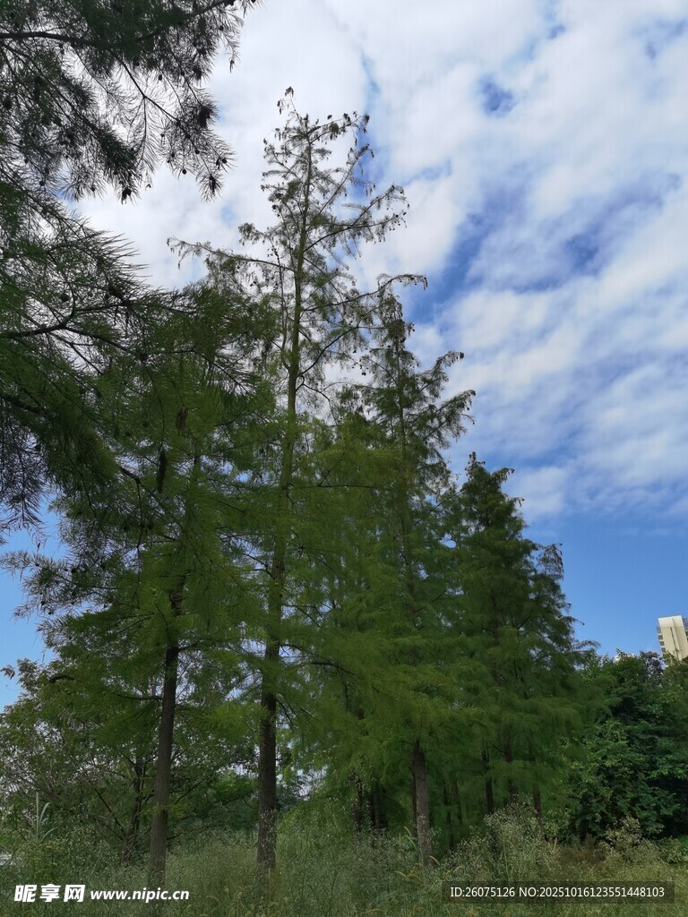 蓝天白云下的挺拔绿树
