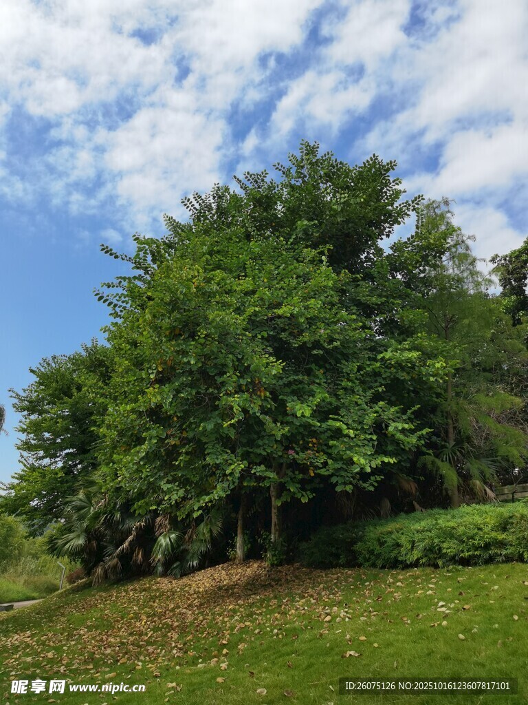 葱郁树木下的开阔草地