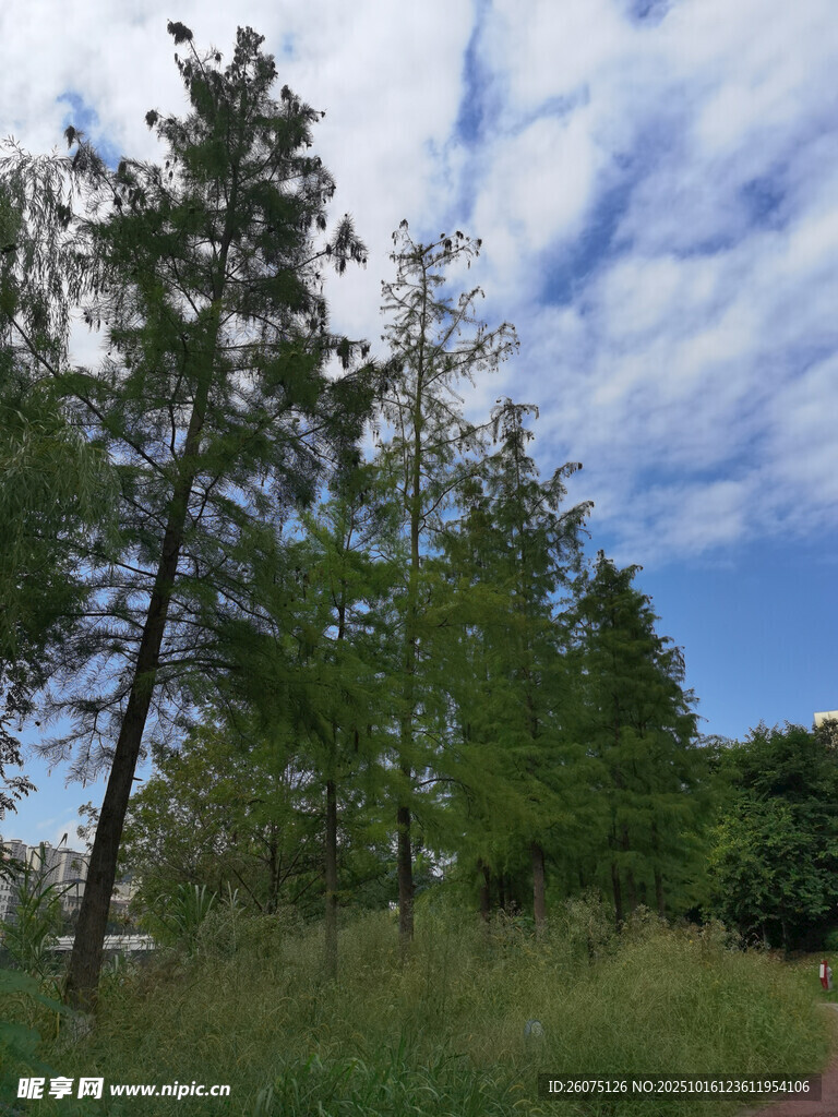 蓝天白云下的林间草地