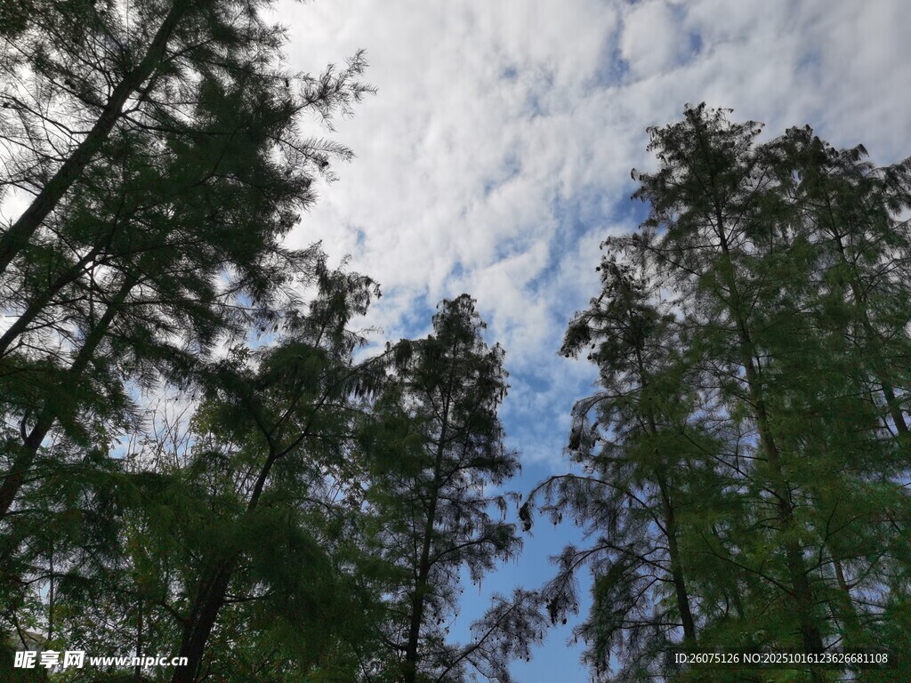 仰望林间天空与高耸树木