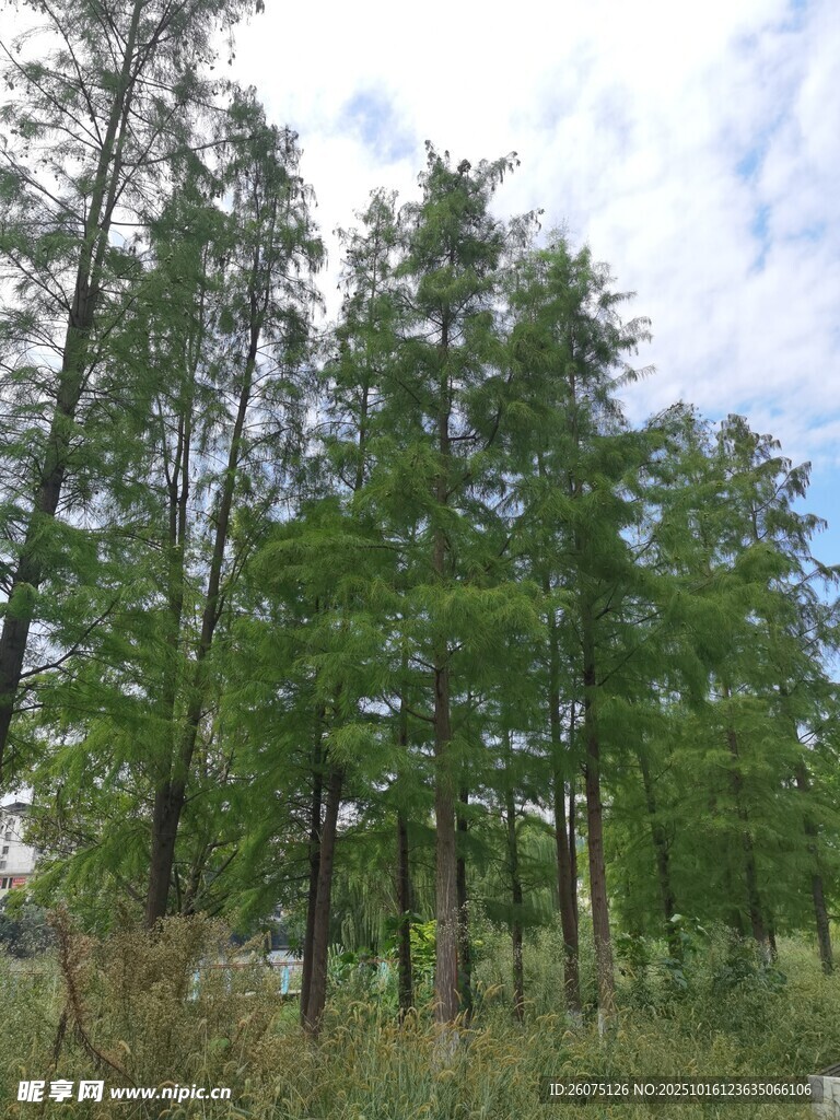 户外挺拔的绿树景观