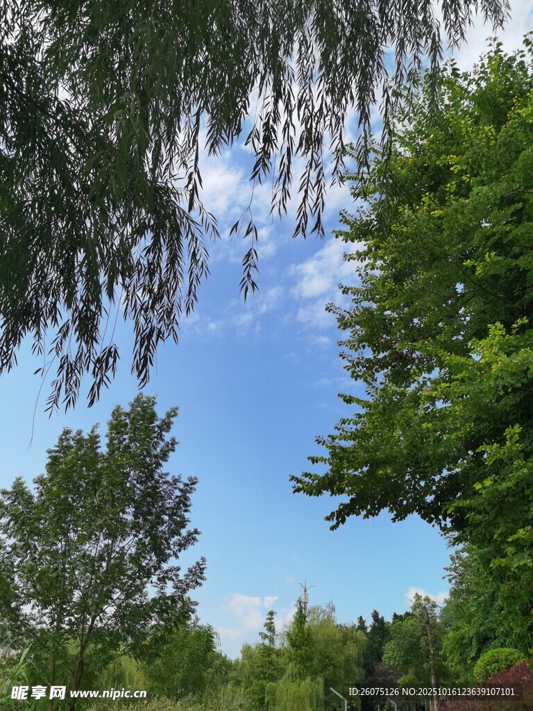夏日绿树蓝天美景