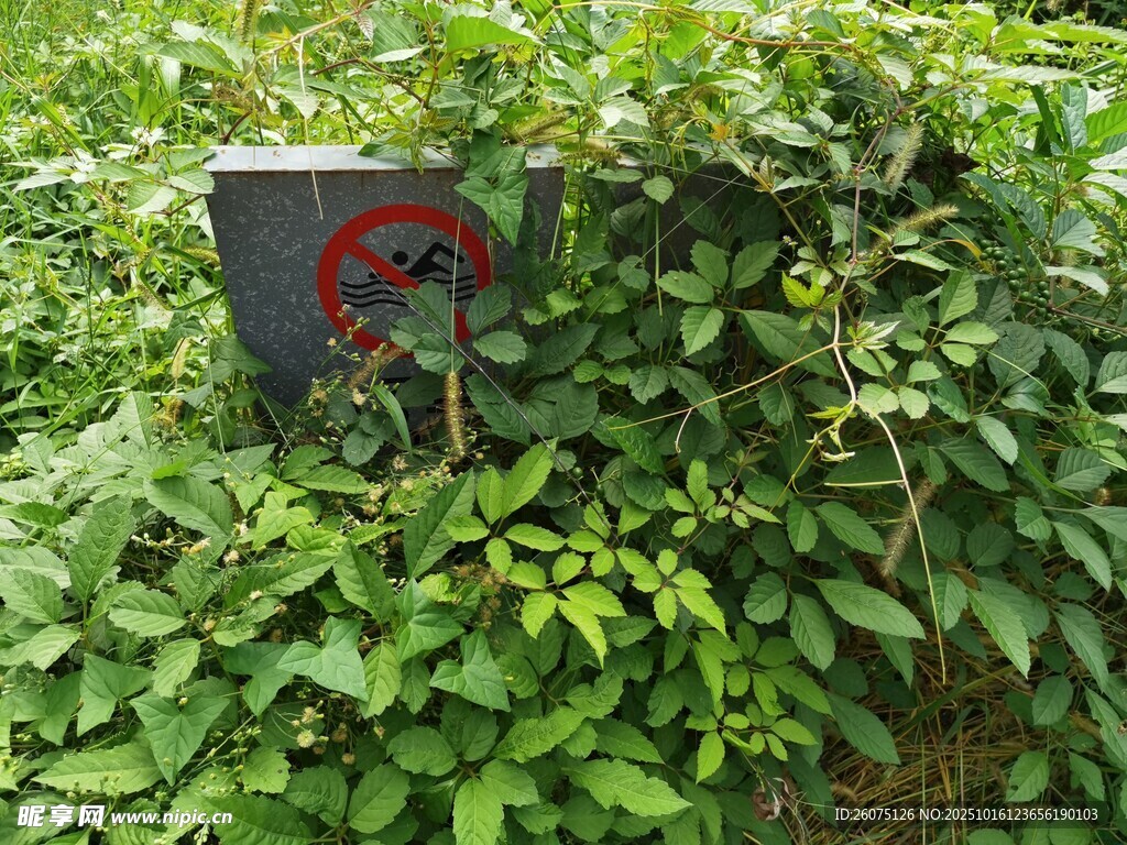 被绿植环绕的神秘箱体