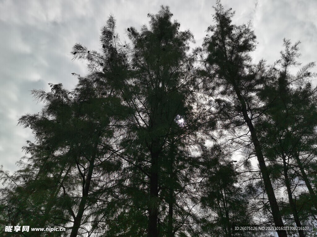 仰视下的挺拔树林