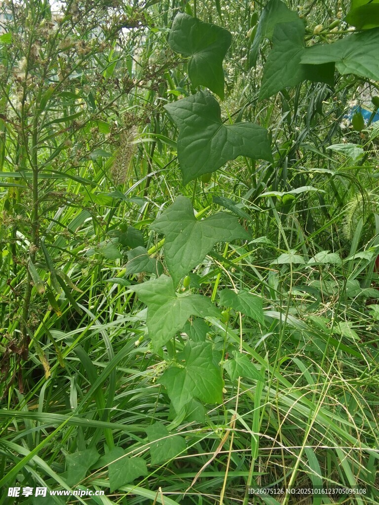 繁茂的绿色植物景观