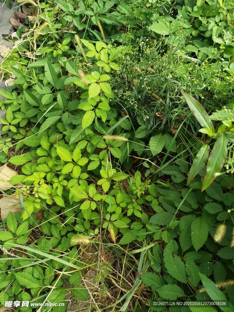 繁茂绿植景观