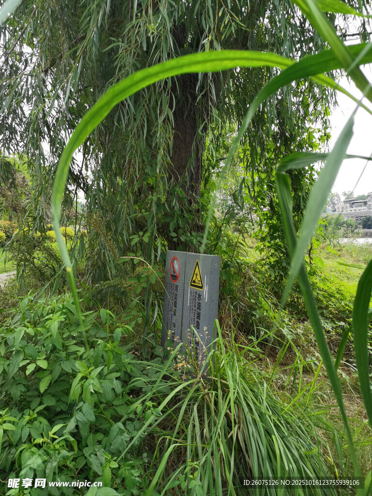 林间电表箱被绿植环绕