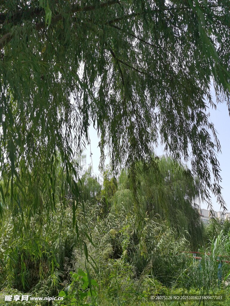 垂柳依依伴绿植
