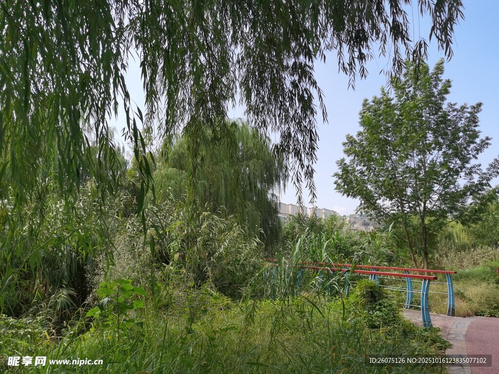 绿意盎然的户外自然景观