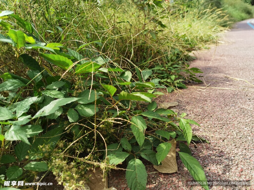 路边繁茂绿植景观