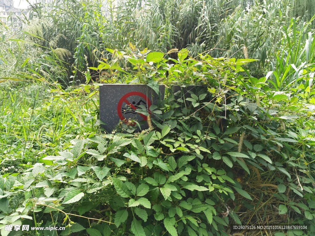 被绿植覆盖的神秘标识