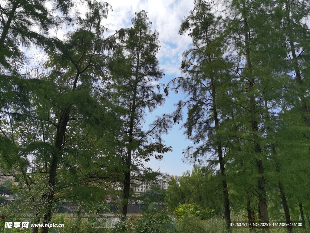 茂密森林挺拔树木景观