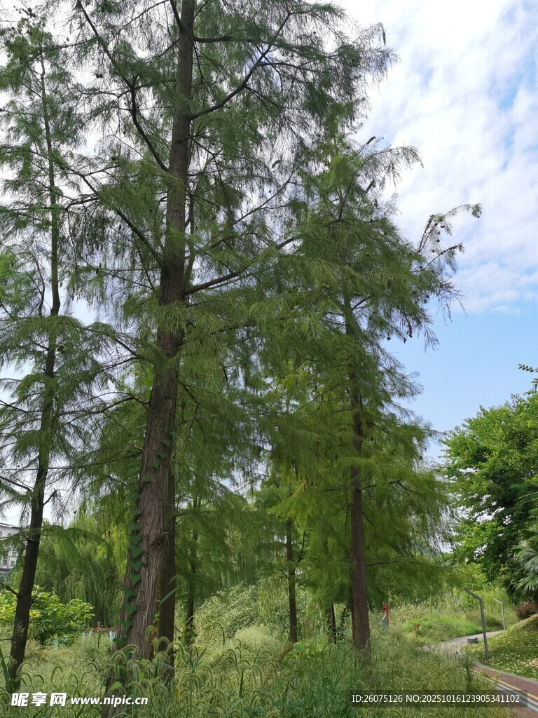 林间小道绿意盎然的自然景