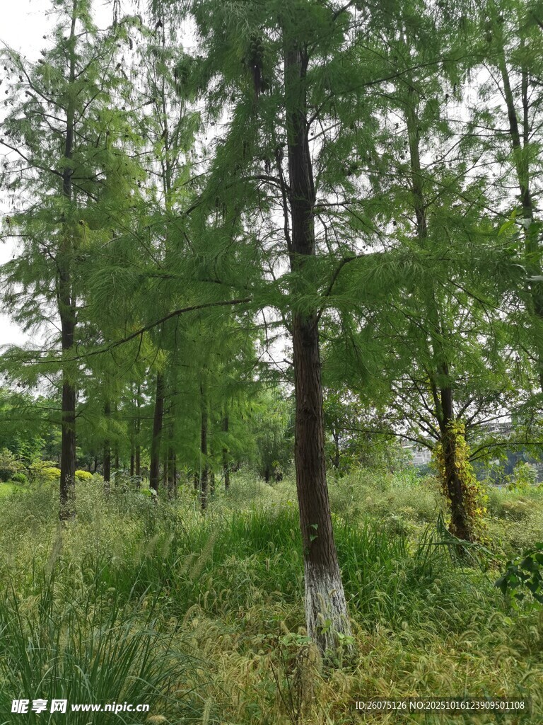 林间绿意盎然的自然景致