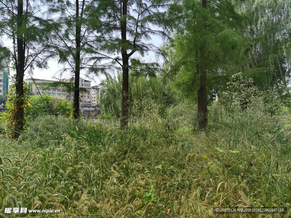 林间草地自然景致