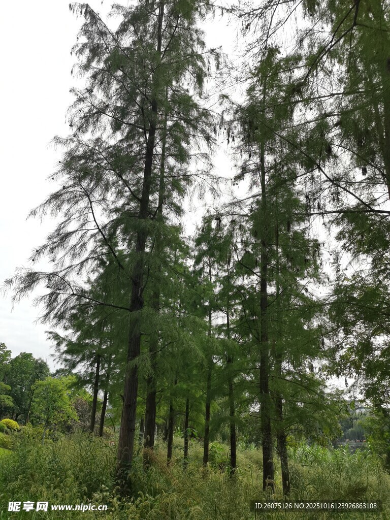 茂密挺拔的树林景观