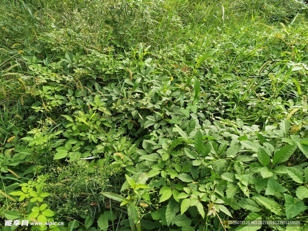 繁茂绿植景观