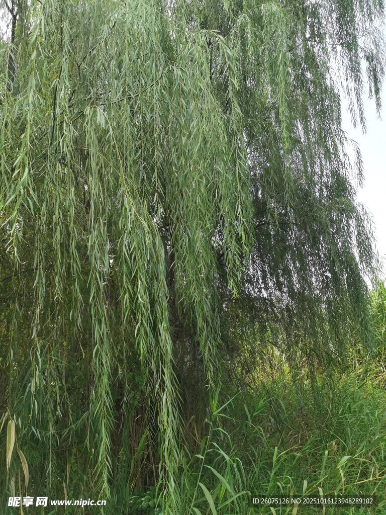 垂柳依依伴绿草