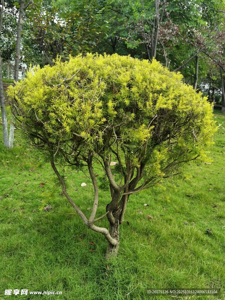 翠绿草坪上的黄色灌木