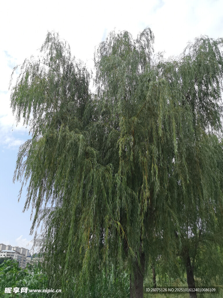 湖畔垂柳