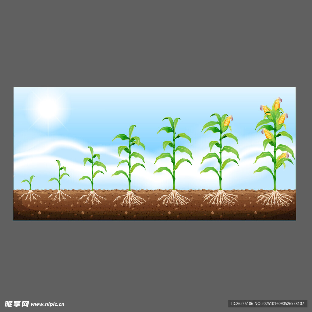 玉米植物生长过程展示图