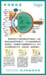 眼球结构图 
