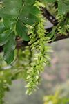 翠绿藤蔓植物特写
