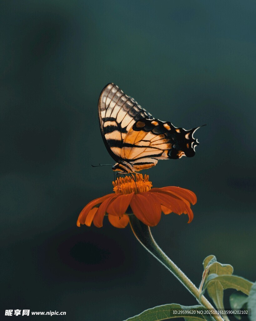 蝴蝶停驻鲜艳花朵上