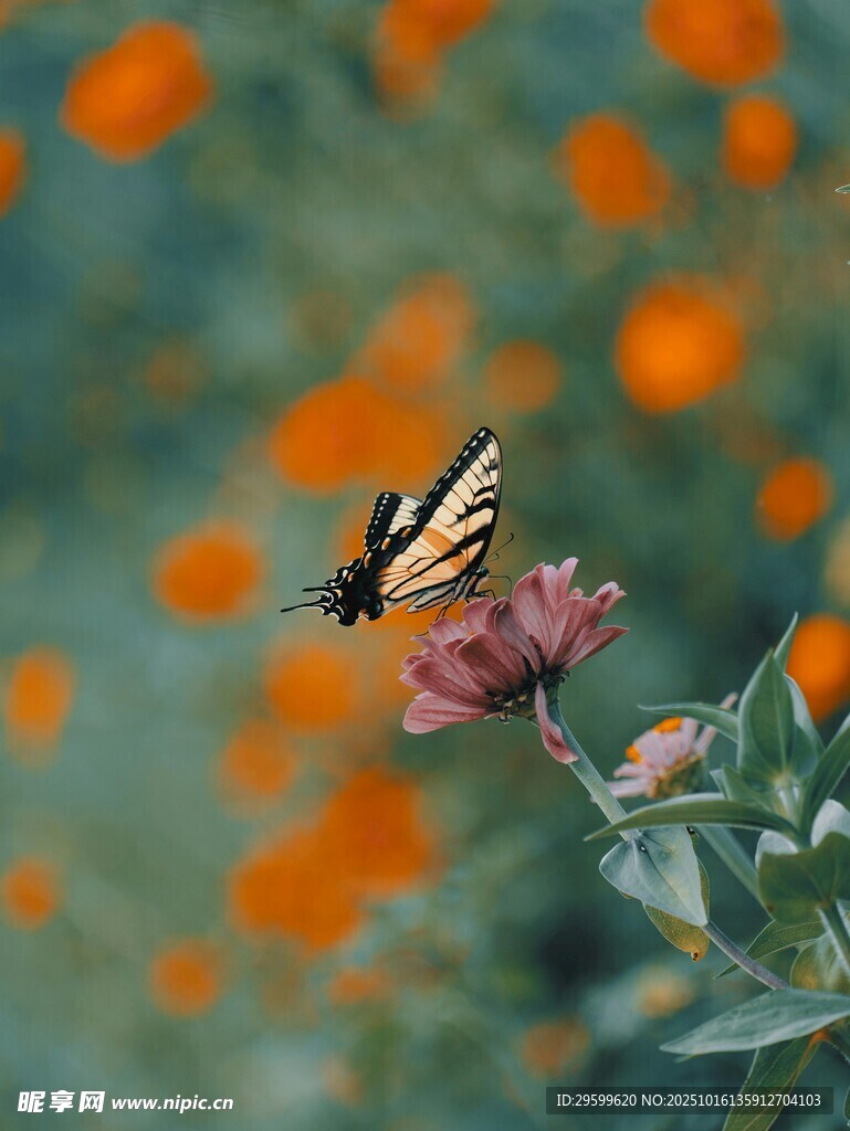 蝴蝶停驻于娇艳花朵上