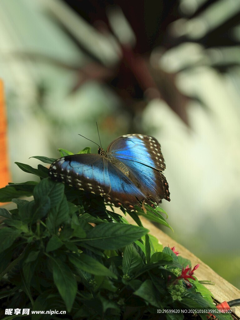 蓝蝶停驻绿植间